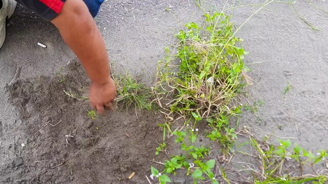 Top view of a man pulling out wild grass and weeds growing at the edge of an asphalt road. Environmental cleaning activity to maintain cleanliness and prevent road damage