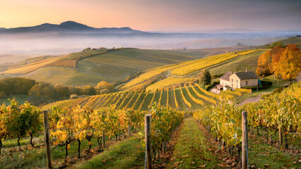 Obraz premium Scenic Vineyard Landscape at Sunset with Rolling Hills and Warm Colors
