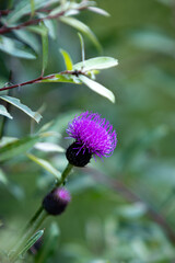 purple thistle flower