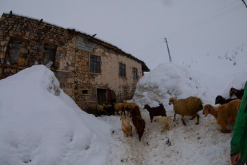 Tunceli Munzur Mountains and its natural life