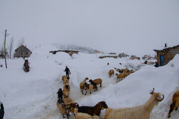 Tunceli Munzur Mountains and its natural life