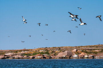 Razorbills, Alca Torda, colony
Sälskär  Åland Islands Finland