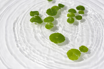 Green centella leaves floating gently in clear rippling water.