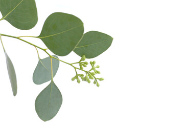 Fototapeta premium Eucalyptus leaves on white background. Green leaf branches.