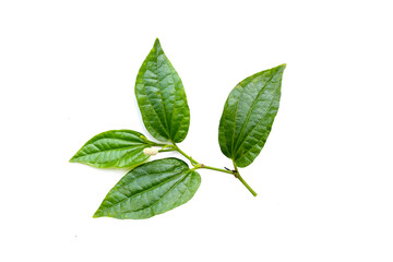 Fresh wild betel leaves with flower