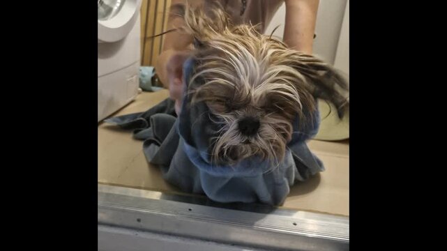 shih tzu dog in a towel in the bathroom 