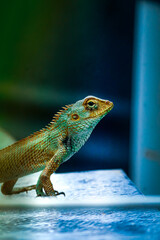 Oriental Garden Lizard Wallpaper 