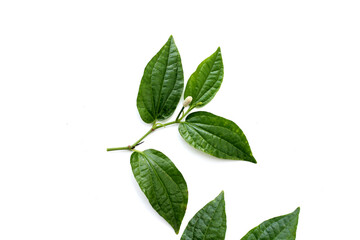 Fresh wild betel leaves with flower