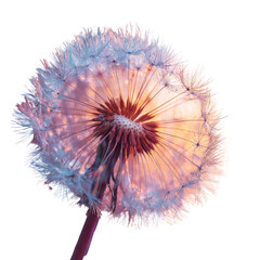 Obraz premium Dandelion seed head sunset closeup nature background design