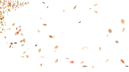 舞い落ちる落ち葉：背景透過