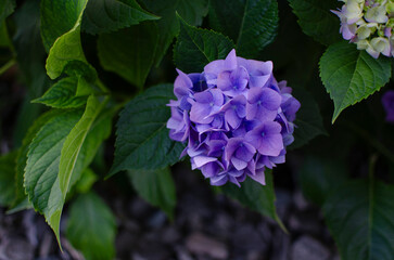 A close-up of a blue hydrangea flower with green leaves, the background is blurred.