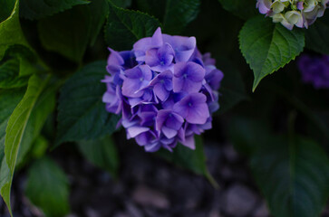 A close-up of a blue hydrangea flower with green leaves, the background is blurred.
