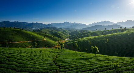 Obraz premium Lush Green Tea Plantation Rolling Hills Under Bright Sunlight in Mountain Landscape