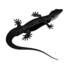 Black silhouette of a lizard on white background.