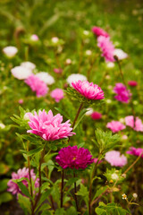 Fototapeta premium Aster, Aster L., Aster chiński, aster zwyczajny, gwiazdosz chiński, Callistephus chinensis (L.) Nees, kwiat, ogród