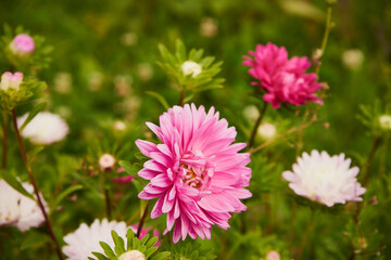 Aster, Aster L., Aster chiński, aster zwyczajny, gwiazdosz chiński, Callistephus chinensis (L.) Nees, kwiat, ogród © Marcin Łazarczyk