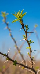 A thorny plant branch with new green leaves against a blue sky