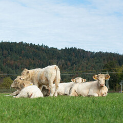 Herd of white cattle relaxing in a lush green pasture under a clear blue sky with rolling hills in the background during a calm afternoon in rural countryside