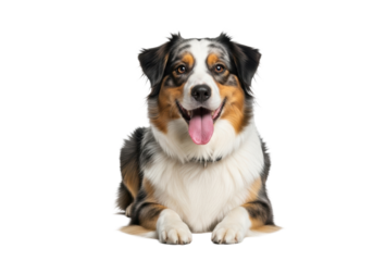 Happy tri-color Australian Shepherd dog with black, white, and tan fur, black collar, lying on a transparent studio background, mouth open, pink tongue, direct eye contact, commercial pet