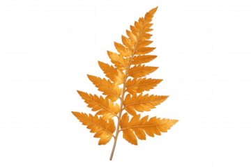 Golden fern leaf isolated on a transparent background, capturing the warm, vibrant hues of autumn with its elegant, colorful detail