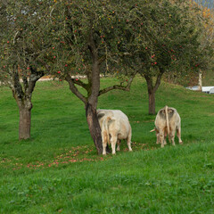 Grazing cows enjoy a peaceful afternoon beneath apple trees in a serene meadow during autumn, surrounded by vibrant foliage and falling leaves
