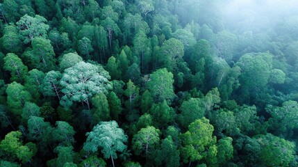 Obraz premium Aerial View of Lush Green Tropical Forest Canopy