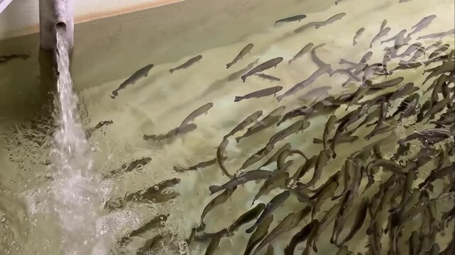 A bustling fish hatchery tank with a large school of juvenile fish swimming, a stream of fresh water flowing in, creating a dynamic ecosystem at the Bow Habitat Station  in Calgary.