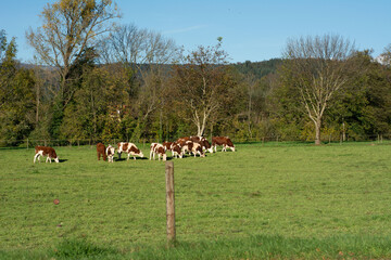 Cows grazing peacefully in a lush green pasture under a bright blue sky in the countryside during a beautiful autumn day