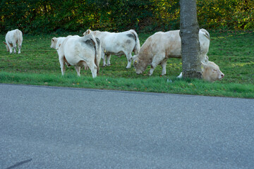 On a sunny afternoon, a group of cows can be seen grazing leisurely in a peaceful meadow, which lies adjacent to a quiet road and is surrounded by a beautiful wooded area