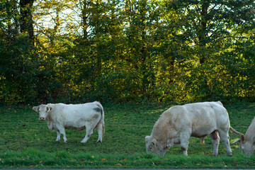 Peaceful afternoon in a lush green field with cows grazing under the warm golden glow of daylight surrounded by vibrant trees