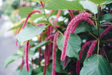 Vibrant Red-Hot Cat's Tail Flowers: Lush Magenta Chenille Plant Blooms in a Soft Garden Setting