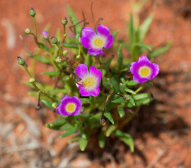 Broad Leaf Parakeelya - Red Centre - Aus