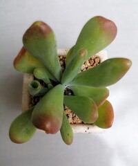 Overhead View of a Kalanchoe Thyrsiflora