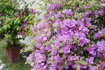Vibrant Purple Bougainvillea Flowers with Variegated Leaves in a Lush Garden Setting