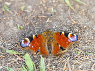 Peacock butterfly on the ground among the grass