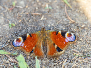 Peacock butterfly on the ground among the grass