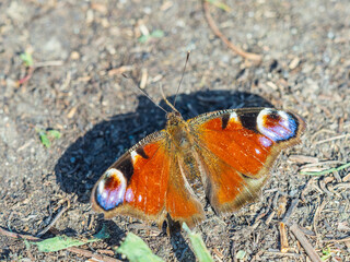 Peacock butterfly on the ground among the grass