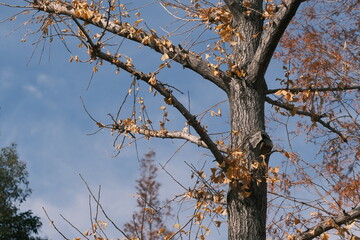 Obraz premium Ginkgo tree with most leaves fallen before winter, Tokyo, Japan