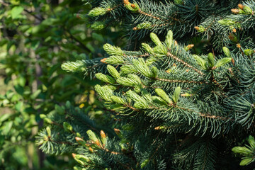 Close-up of bright golden young shoots of blue spruce Picea pungens with blue needles. Nature concept for design. Place for your text. Selective focus. Christmas concept.