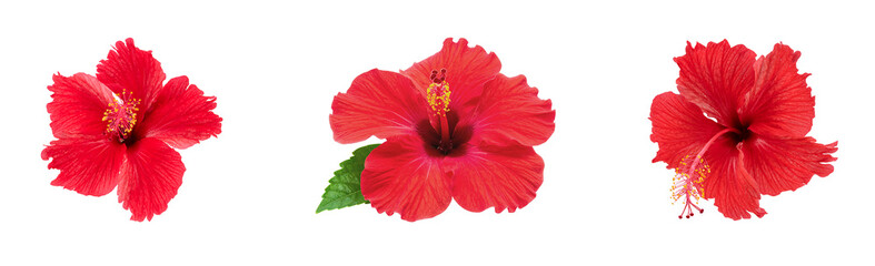 red hibiscus flowers isolated on white background