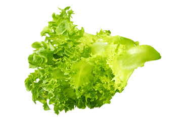 fresh green lettuce on white background