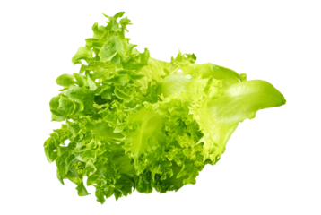 fresh green lettuce on white background
