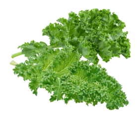 fresh green kale leaves on white background.