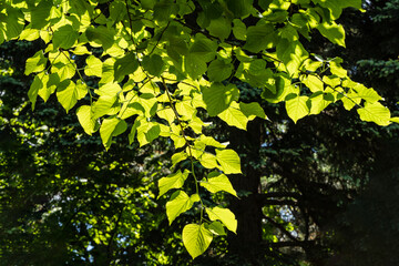 Bright green leaves of tree Tilia caucasica illuminated by sunlight, creating vibrant and lively...