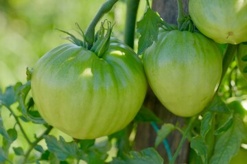 green tomatoes on the vine