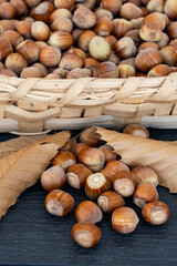 Basket of fresh hazelnuts with green shades, ready for drying, accompanied by dried tree leaves....