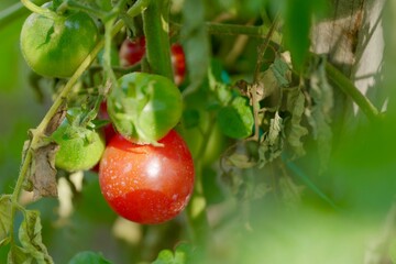 tomatoes in the garden