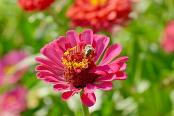 pink dahlia flower