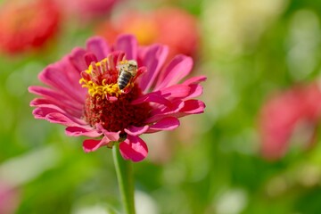 pink dahlia flower with a bee