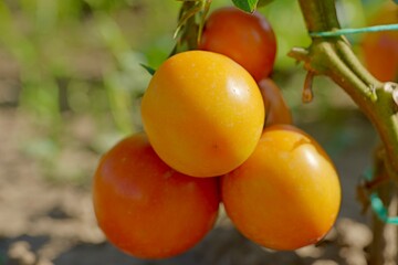 tomatoes on the vine